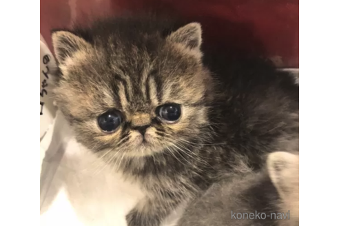 販売中の埼玉県のエキゾチックショートヘア-110056
